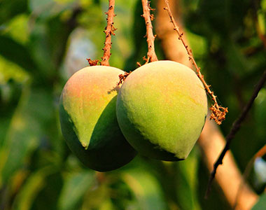 karnataka Mangoes, demand, USA, Malaysia
